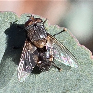 Unverified True fly (Diptera) at O'Malley, ACT - Today by Mike