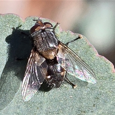 Calliphora sp. (genus) at O'Malley, ACT - 31 May 2025 by Mike