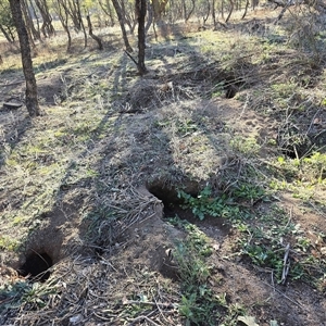 Oryctolagus cuniculus at O'Malley, ACT - Today by Mike