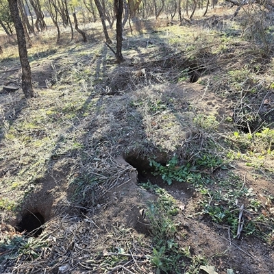 Oryctolagus cuniculus (European Rabbit) at O'Malley, ACT - 31 May 2025 by Mike