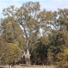 Eucalyptus camaldulensis subsp. camaldulensis at Gateway Island, VIC - 25 May 2025 by KylieWaldon