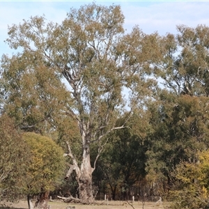 Eucalyptus camaldulensis subsp. camaldulensis at Gateway Island, VIC - 25 May 2025 by KylieWaldon