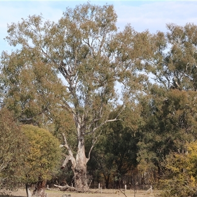 Eucalyptus camaldulensis subsp. camaldulensis at Gateway Island, VIC - 25 May 2025 by KylieWaldon