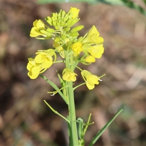 Brassica rapa at Gateway Island, VIC - 25 May 2025 by KylieWaldon
