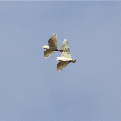 Cacatua sanguinea at West Albury, NSW - 25 May 2025 by KylieWaldon