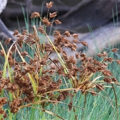 Schoenoplectus tabernaemontani at Gateway Island, VIC - 25 May 2025 by KylieWaldon