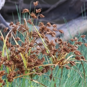 Schoenoplectus tabernaemontani at Gateway Island, VIC - 25 May 2025 by KylieWaldon