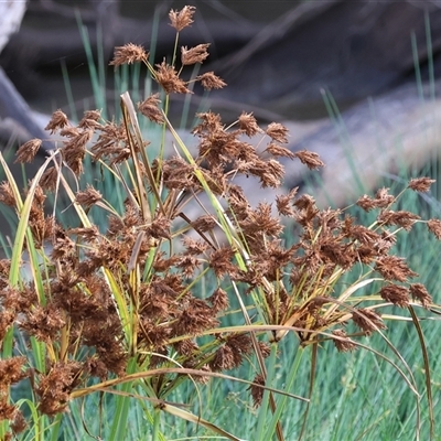 Schoenoplectus tabernaemontani at Gateway Island, VIC - 25 May 2025 by KylieWaldon