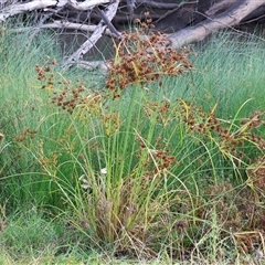 Cyperus exaltatus at Gateway Island, VIC - 25 May 2025 10:32 AM