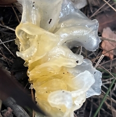 Unverified Convoluted to brain-like [Brain jelly & look-alikes]  by LisaH