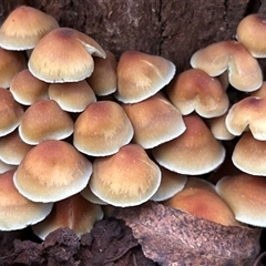 Unverified Fungus by LisaH