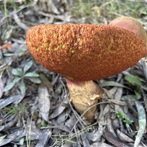 Unverified Cap on a stem; pores below cap [boletes & stemmed polypores] by LisaH