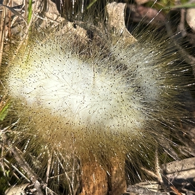 Unverified Fungus by LisaH