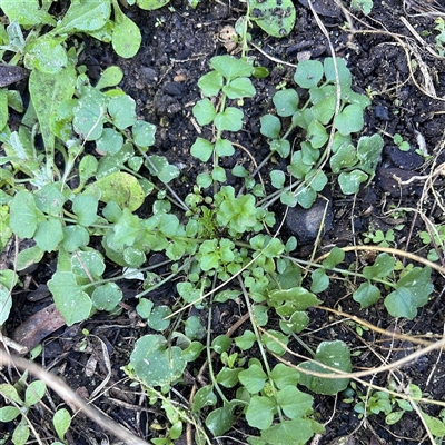 Cardamine hirsuta (Common Bittercress, Hairy Woodcress) by Untidy