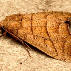 Unverified Noctuoid moth (except Arctiinae) at Bulli, NSW - Yesterday by jb2602