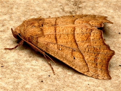 Anomis psamathodes (An Erebid moth (Scolopteryginae) at Bulli, NSW - Yesterday by jb2602