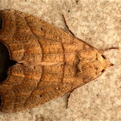 Anomis psamathodes at Bulli, NSW - 30 May 2025 10:11 PM