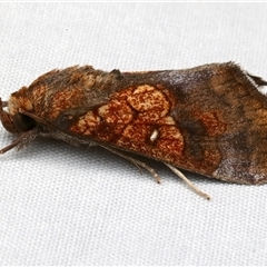 Anomis flava (Cotton Looper) at Bulli, NSW - 29 May 2025 by jb2602