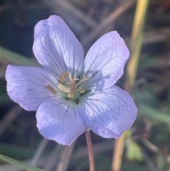 Geranium neglectum (Red-stemmed Cranesbill) at Tharwa, ACT - Yesterday by Clarel
