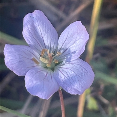 Geranium neglectum (Red-stemmed Cranesbill) at Tharwa, ACT - Yesterday by Clarel
