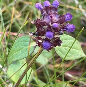 Prunella vulgaris at Tharwa, ACT - Today by Clarel