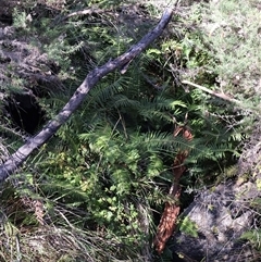 Blechnum nudum (Fishbone Water Fern) at Tharwa, ACT - Yesterday by Clarel
