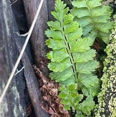 Asplenium flabellifolium at Tharwa, ACT - Yesterday by Clarel