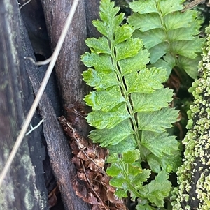 Asplenium flabellifolium at Tharwa, ACT - Today by Clarel