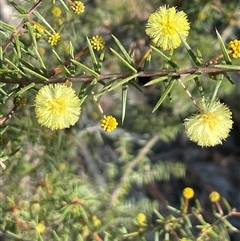 Acacia ulicifolia (Prickly Moses) at Tharwa, ACT - Yesterday by Clarel