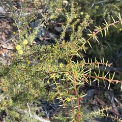 Acacia ulicifolia at Tharwa, ACT - 31 May 2025 12:11 PM