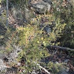 Acacia ulicifolia at Tharwa, ACT - 31 May 2025 12:11 PM