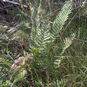 Pteridium esculentum at Tharwa, ACT - Today by Clarel