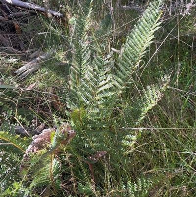 Polystichum proliferum (Mother Shield Fern) at Tharwa, ACT - Yesterday by Clarel