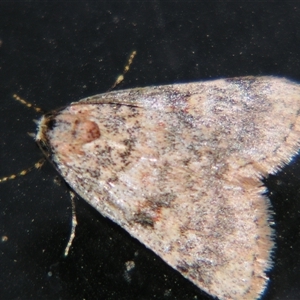 Unverified Moth (Lepidoptera) at Quilpie, QLD - 1 Nov 2009 by PJH123