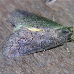 Prorocopis group (genus) at Quilpie, QLD - 1 Nov 2009 by PJH123