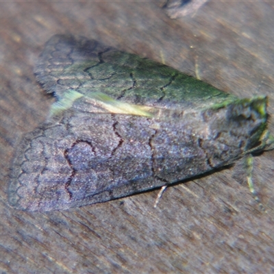 Prorocopis group (genus) at Quilpie, QLD - 1 Nov 2009 by PJH123