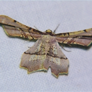 Unverified Geometer moth (Geometridae) at Quilpie, QLD - 1 Nov 2009 by PJH123