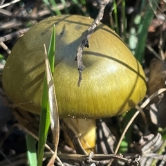 Cortinarius austrovenetus at Tharwa, ACT - Yesterday by Clarel