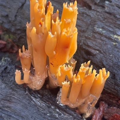 Artomyces sp. at Tennent, ACT - Yesterday by Clarel