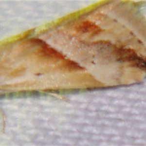 Unverified Noctuoid moth (except Arctiinae) at Saint George, QLD - 2 Nov 2009 by PJH123