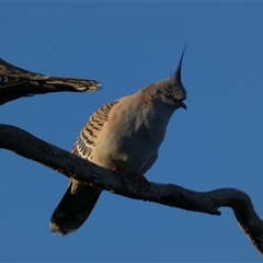 Ocyphaps lophotes (Crested Pigeon) at Molonglo, ACT - Yesterday by SteveBorkowskis