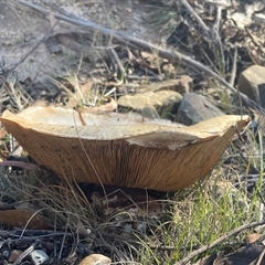 Austrocortinarius australiensis at Tharwa, ACT - Yesterday by Clarel