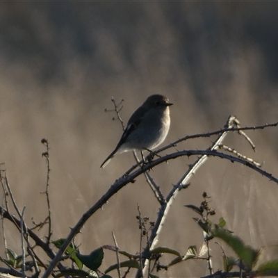 Petroica phoenicea at Molonglo, ACT - Yesterday by SteveBorkowskis