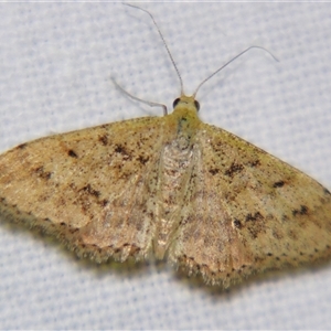 Unverified Geometer moth (Geometridae) at Saint George, QLD - 2 Nov 2009 by PJH123