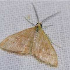 Scopula rubraria at Saint George, QLD - 2 Nov 2009 08:00 PM