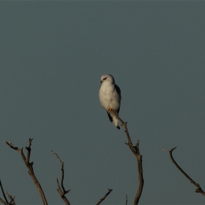 Elanus axillaris (Black-shouldered Kite) at Molonglo, ACT - Yesterday by SteveBorkowskis
