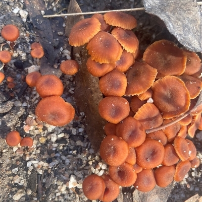 Unverified Cap on a stem; gills below cap [mushrooms or mushroom-like] at Tharwa, ACT - Yesterday by Clarel
