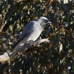 Coracina novaehollandiae (Black-faced Cuckooshrike) at Molonglo, ACT - Yesterday by SteveBorkowskis