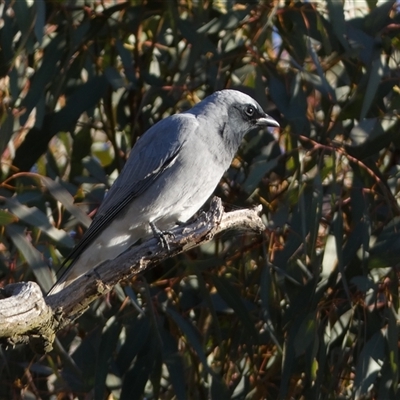 Coracina novaehollandiae (Black-faced Cuckooshrike) at Molonglo, ACT - Yesterday by SteveBorkowskis