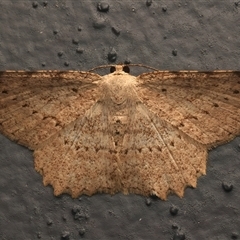 Luxiaria ochrophara (A Geometer moth (Dipitychini) at Bulli, NSW - 29 May 2025 by jb2602